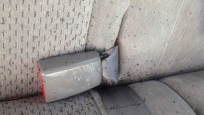 Cegah Serangan Hama di Dalam Mobil